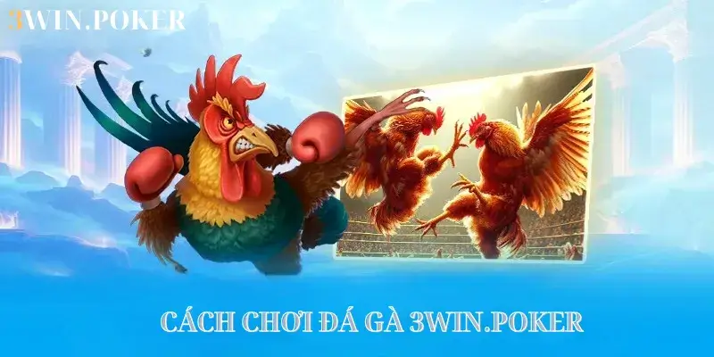 Cách chơi đá gà 3WIN.POKER