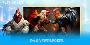 Đá gà 3WIN.POKER