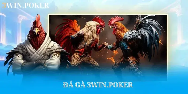 Đá gà 3WIN.POKER