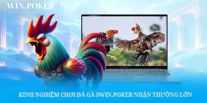 Kinh nghiệm chơi đá gà 3WIN.POKER