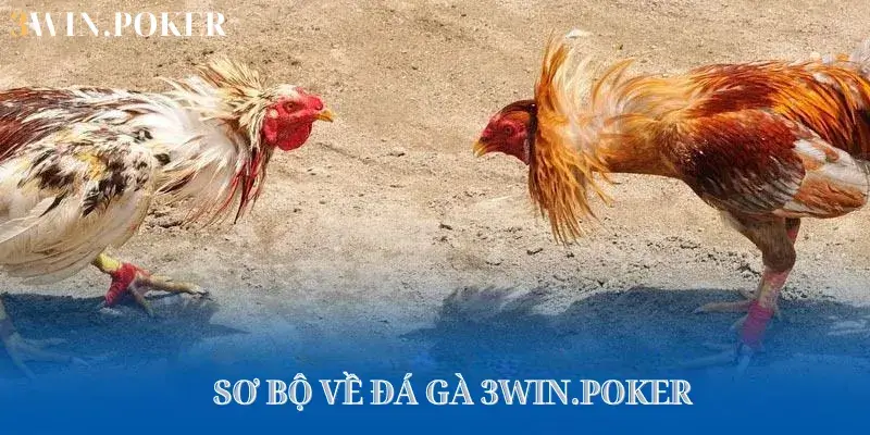 Sơ bộ về đá gà 3WIN.POKER